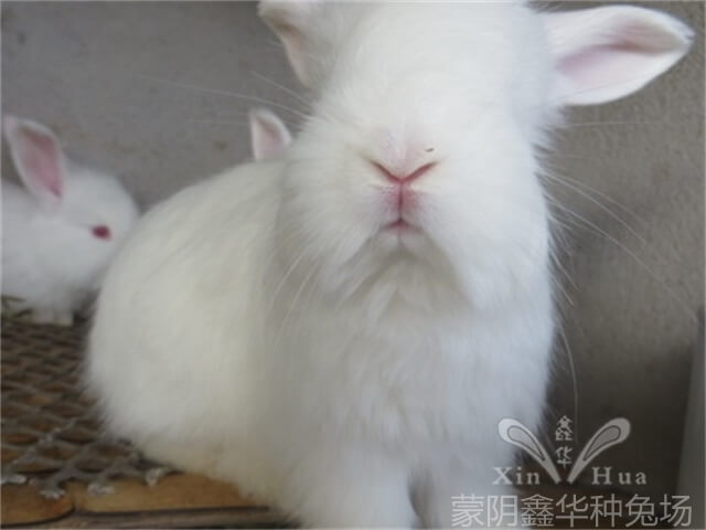 長(zhǎng)毛種兔