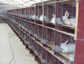 長毛兔產(chǎn)后多少天配種好？