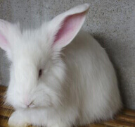 如何預防蒙陰長毛兔飼料霉變？