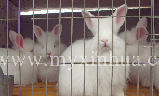 長毛兔養(yǎng)殖增效措施有哪些？