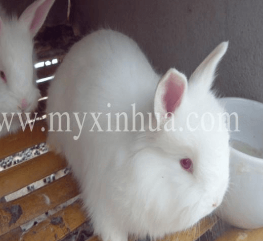 長毛兔發(fā)病、難產(chǎn)等問題與什么有關？