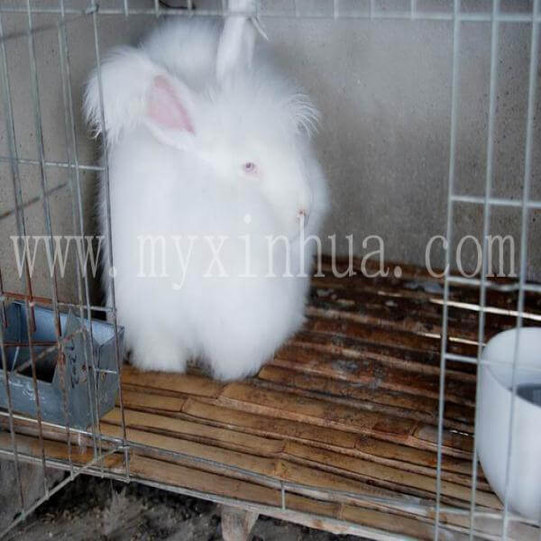 安哥拉兔的年齡、公母這樣看