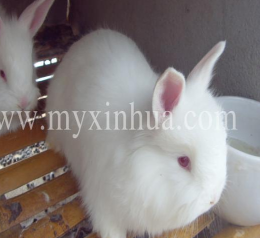 養殖兔子仔兔斷奶后易發病原因？