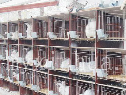 長毛兔中兔和成兔的飼養管理