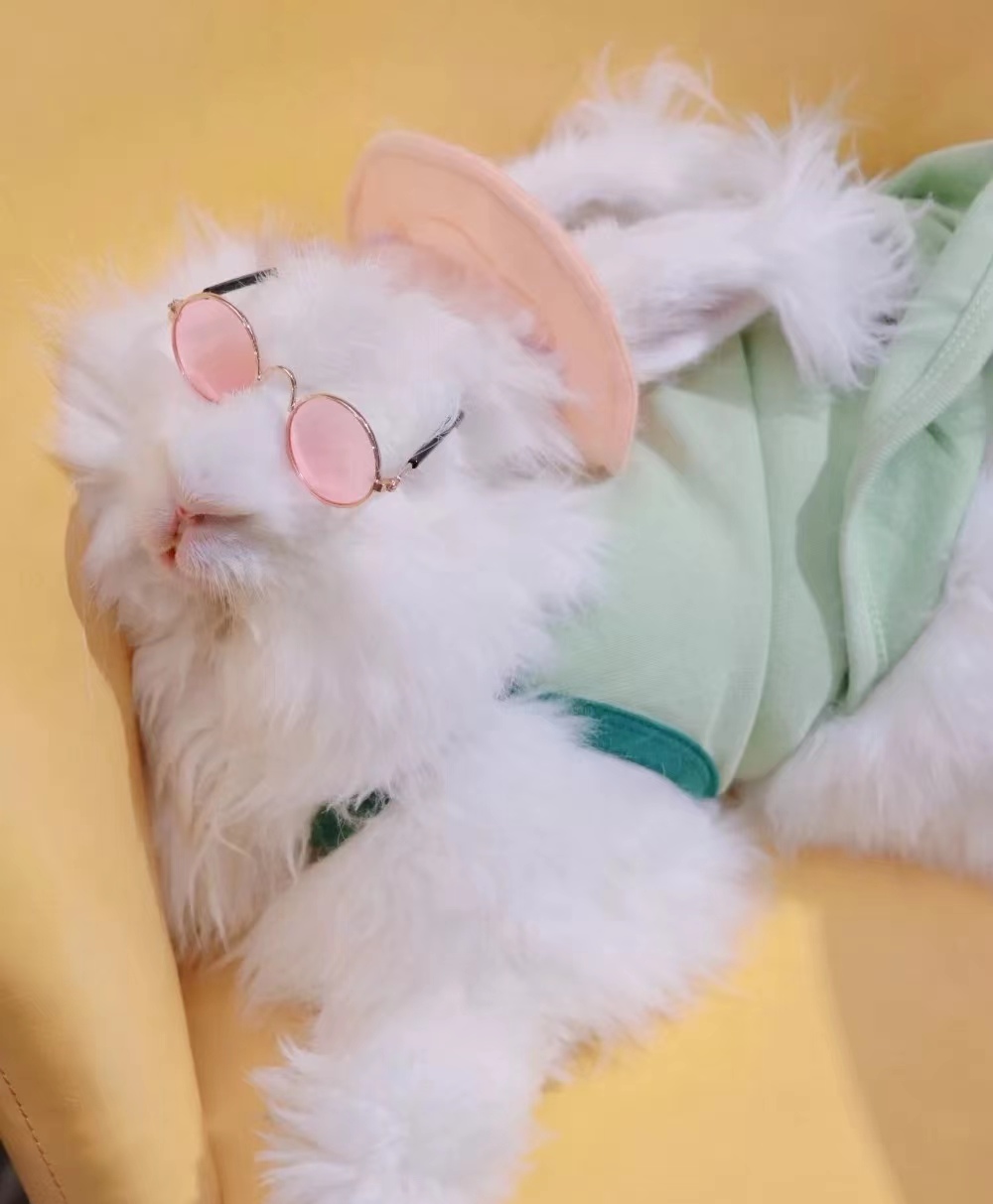 帶你了解長毛兔發(fā)情的特點(diǎn)及周期