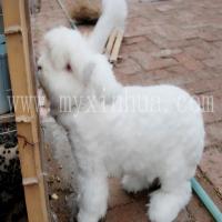 秋季如何提高長(zhǎng)毛兔配種受胎率